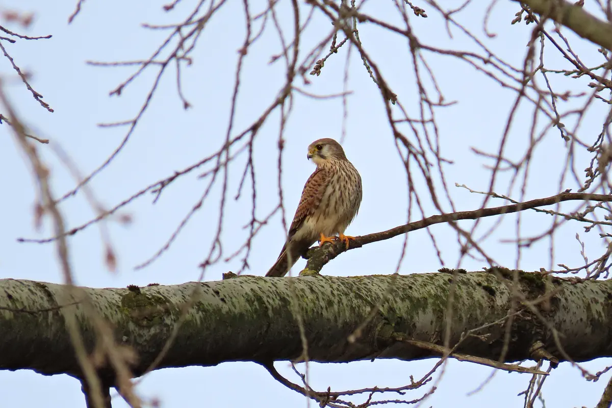 Turmfalke
