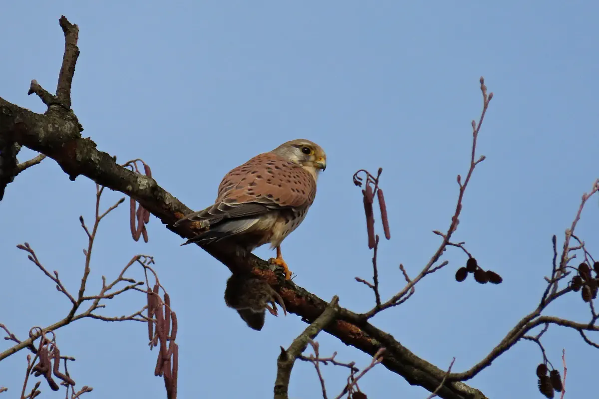Turmfalke