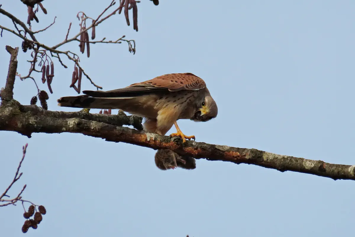 Turmfalke