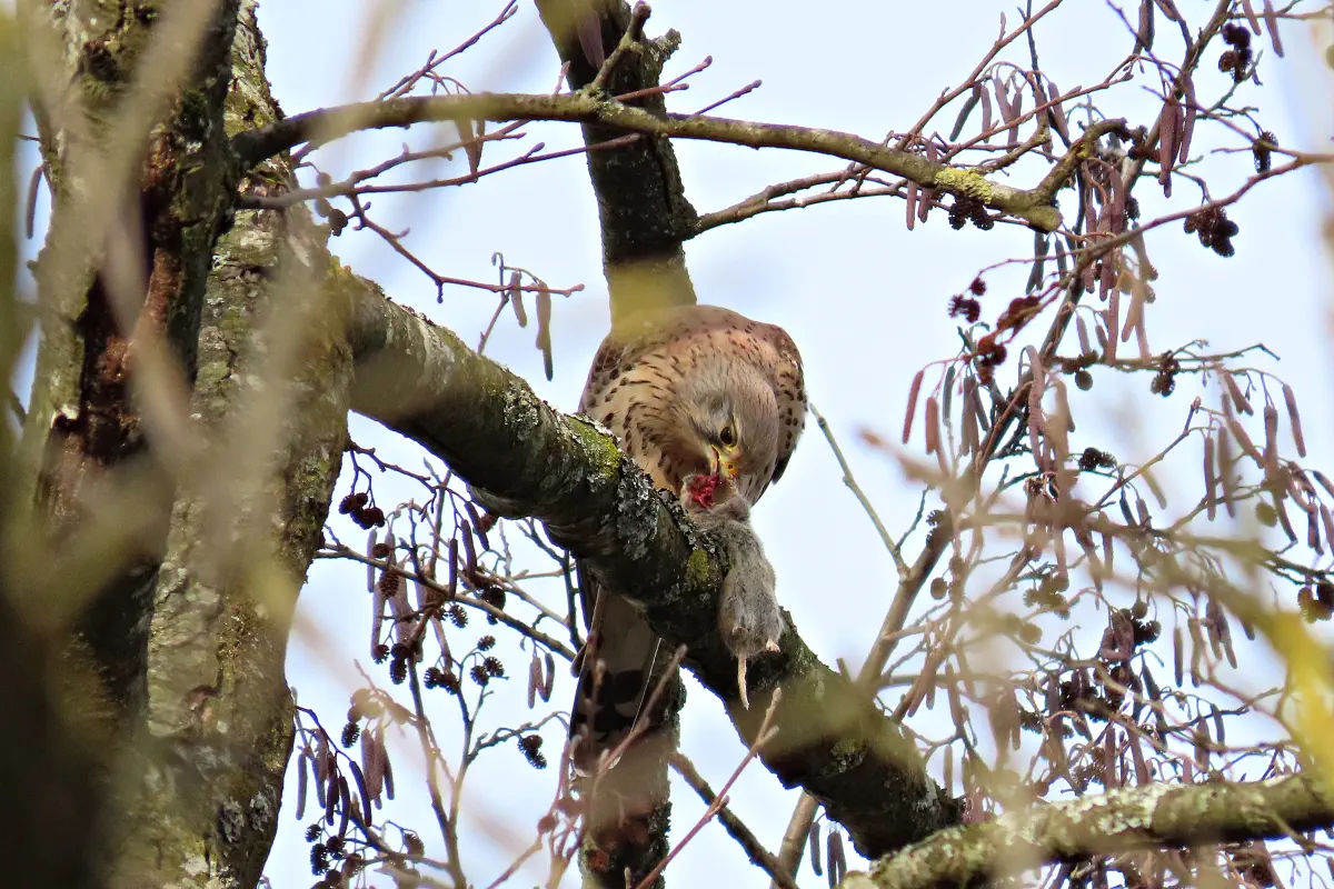 Turmfalke
