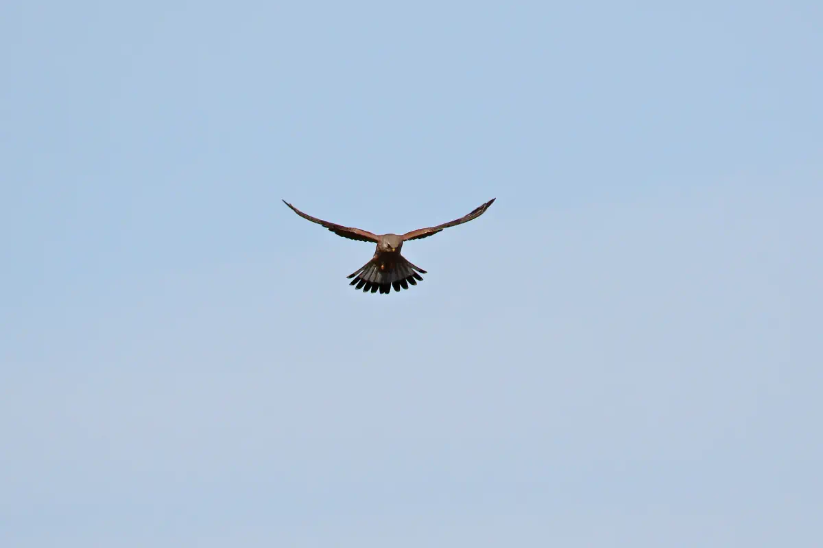 Turmfalke