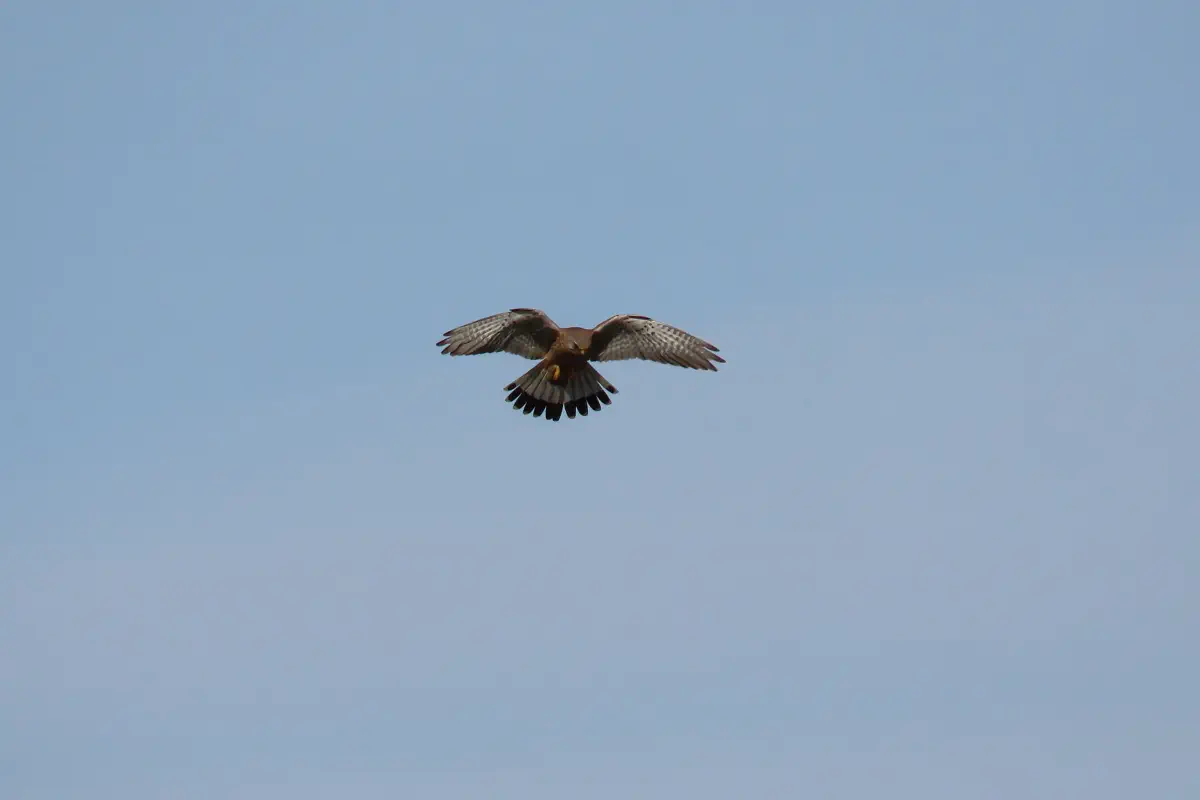 Turmfalke