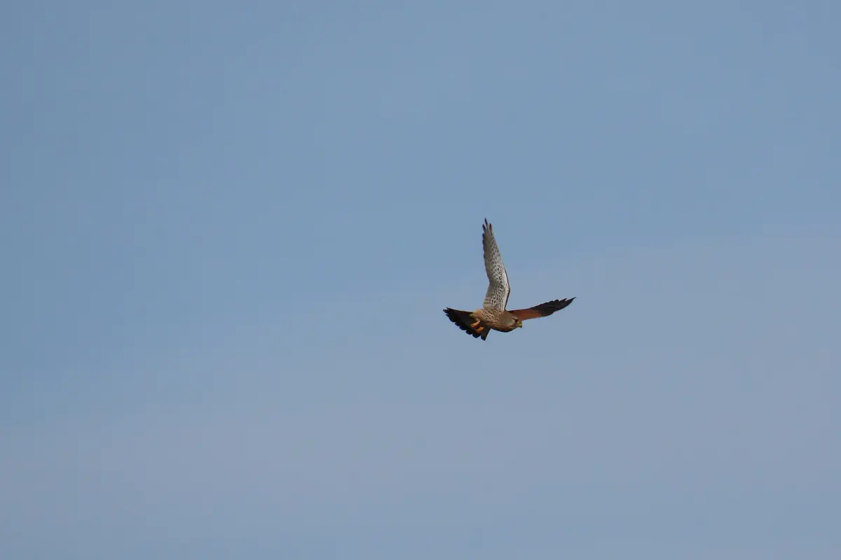 Turmfalke