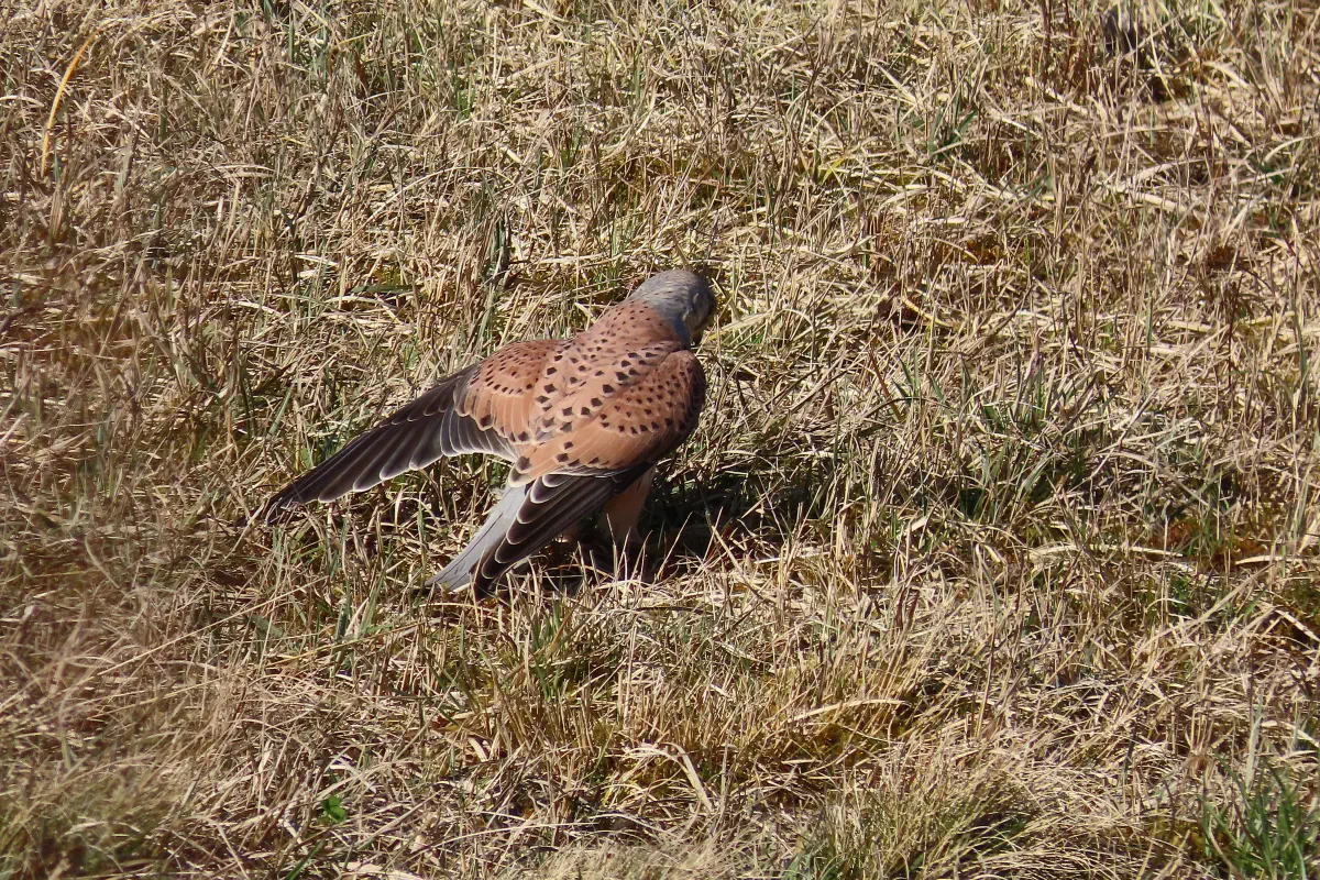 Turmfalke