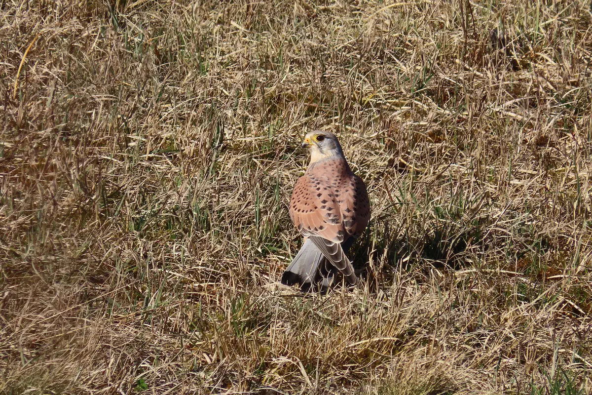 Turmfalke