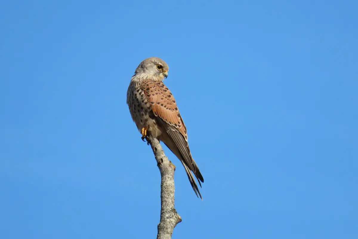 Turmfalke
