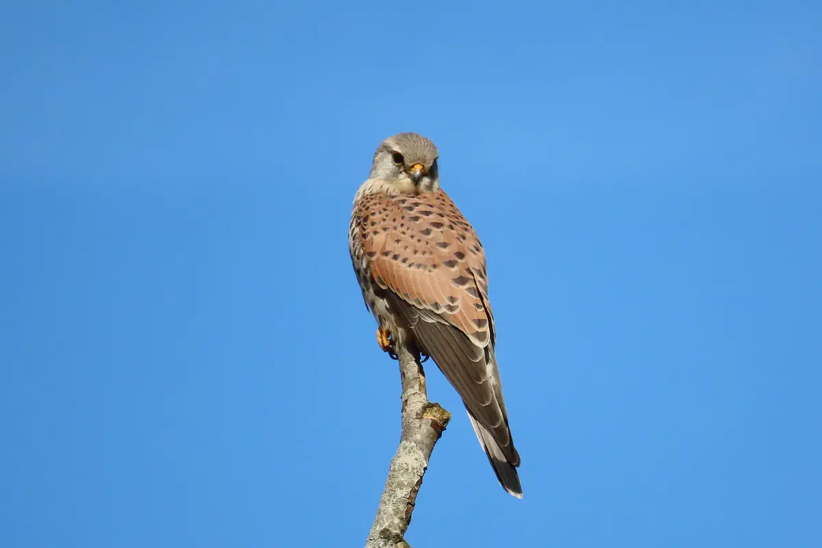 Turmfalke