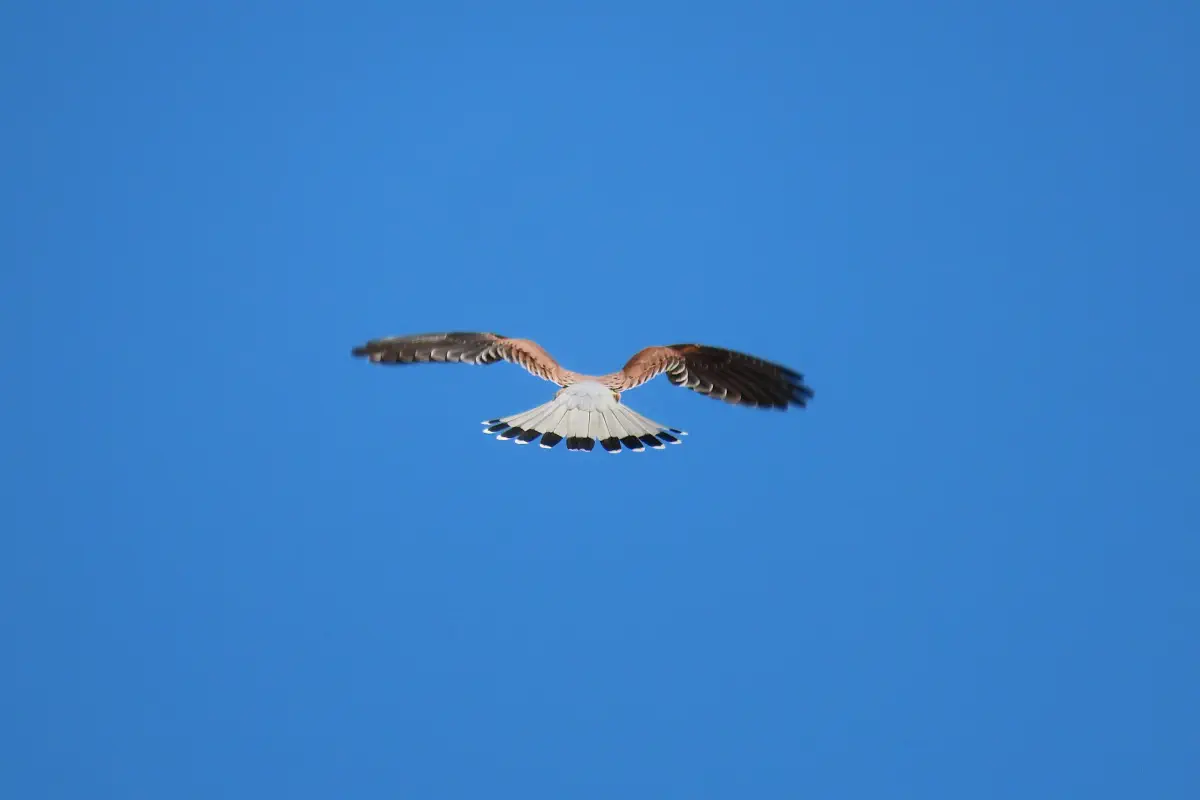 Turmfalke