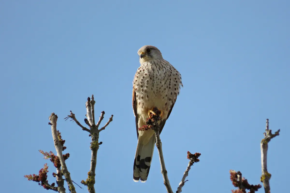 Turmfalke