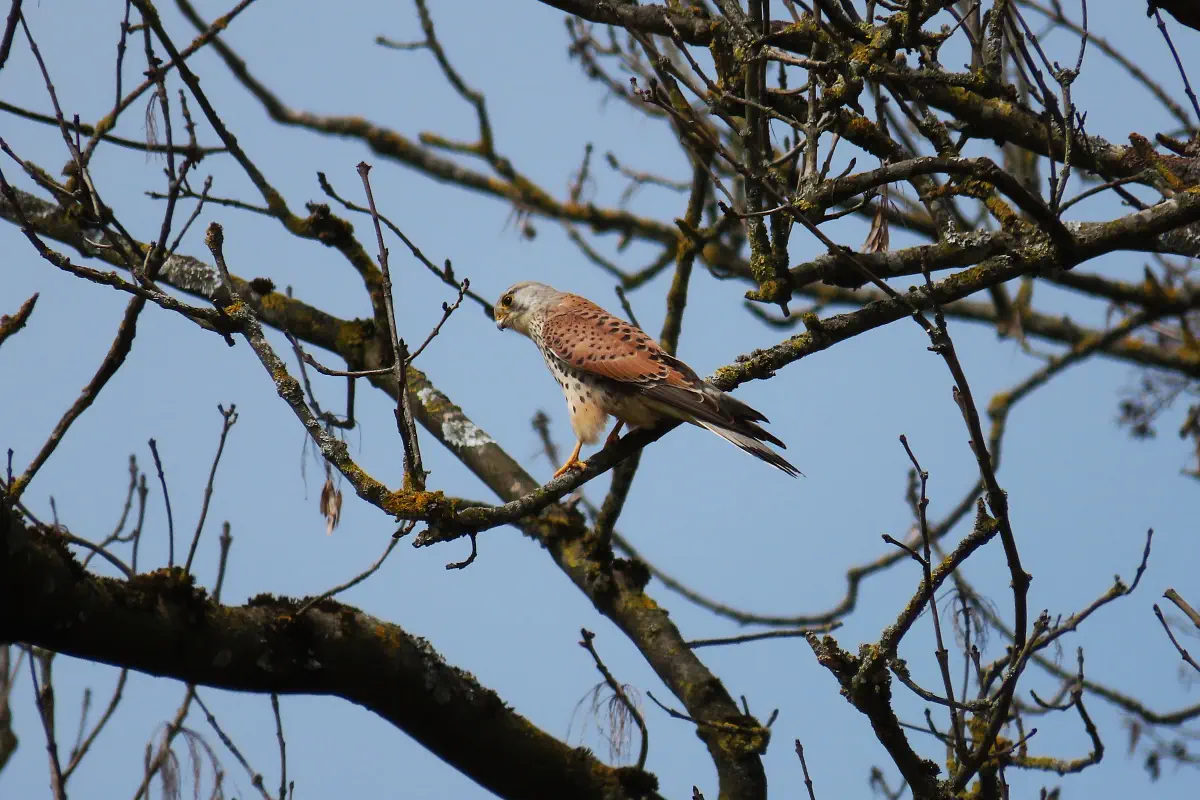 Turmfalke
