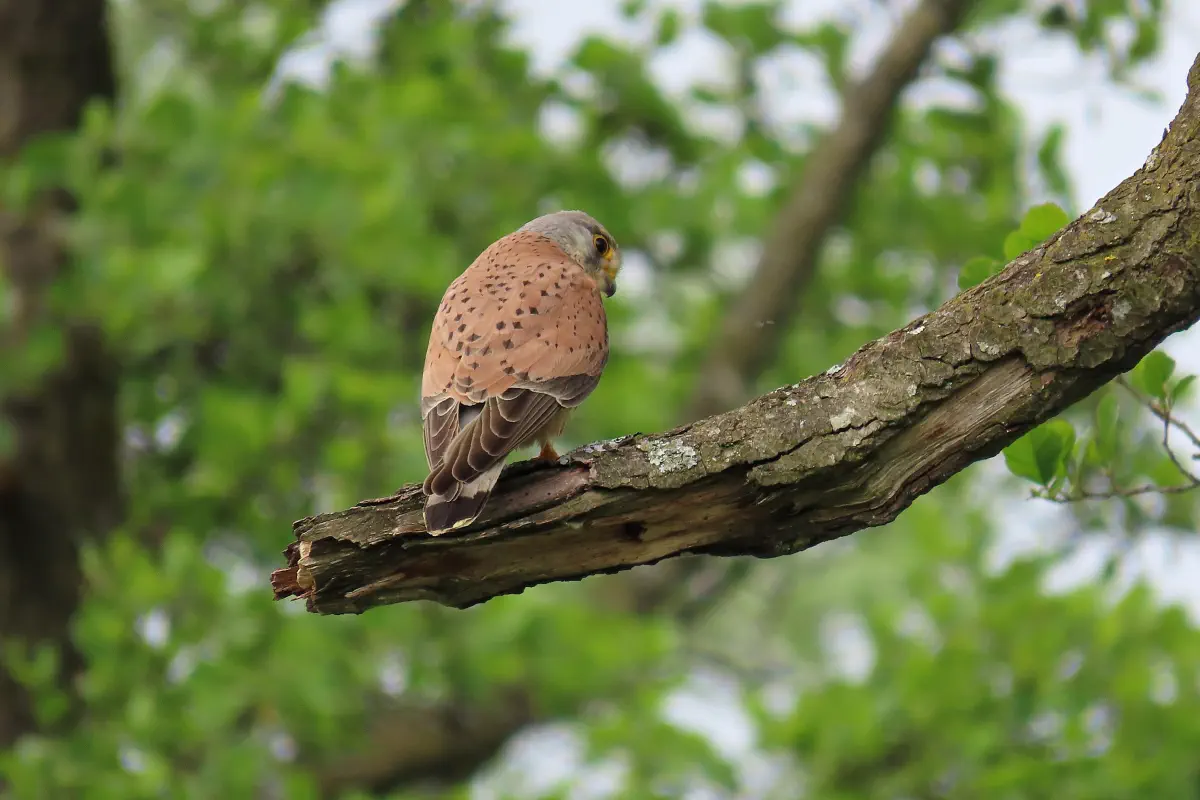 Turmfalke