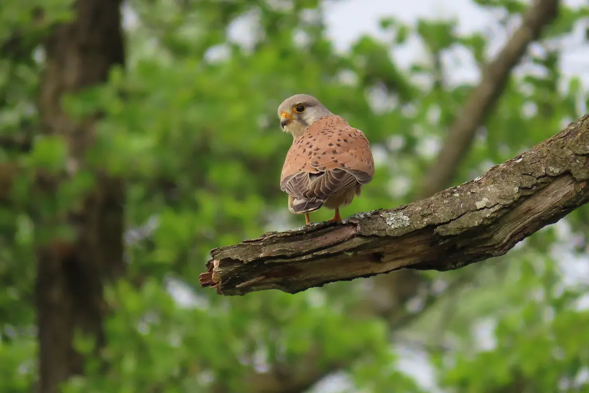 Turmfalke