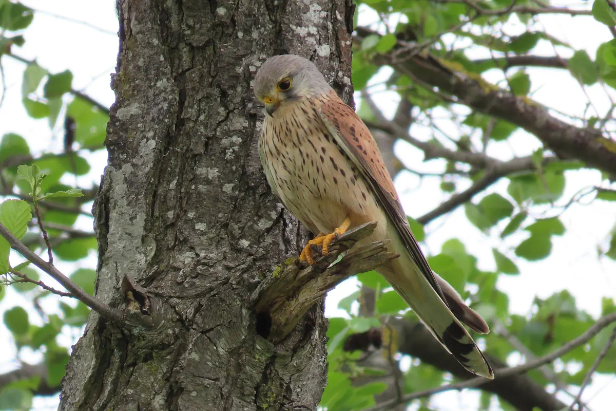Turmfalke