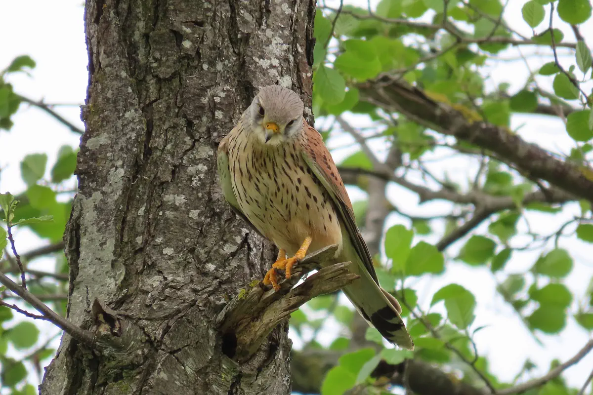 Turmfalke
