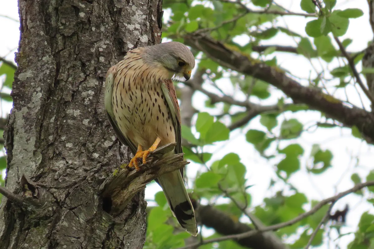 Turmfalke