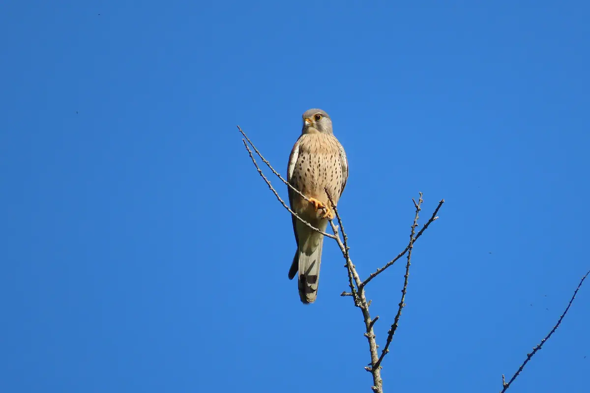 Turmfalke