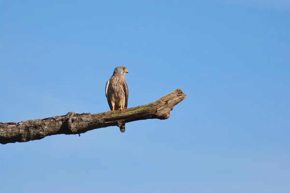 Turmfalke