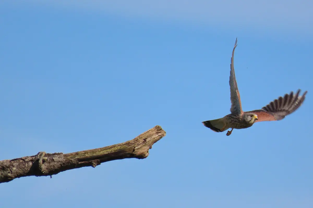 Turmfalke