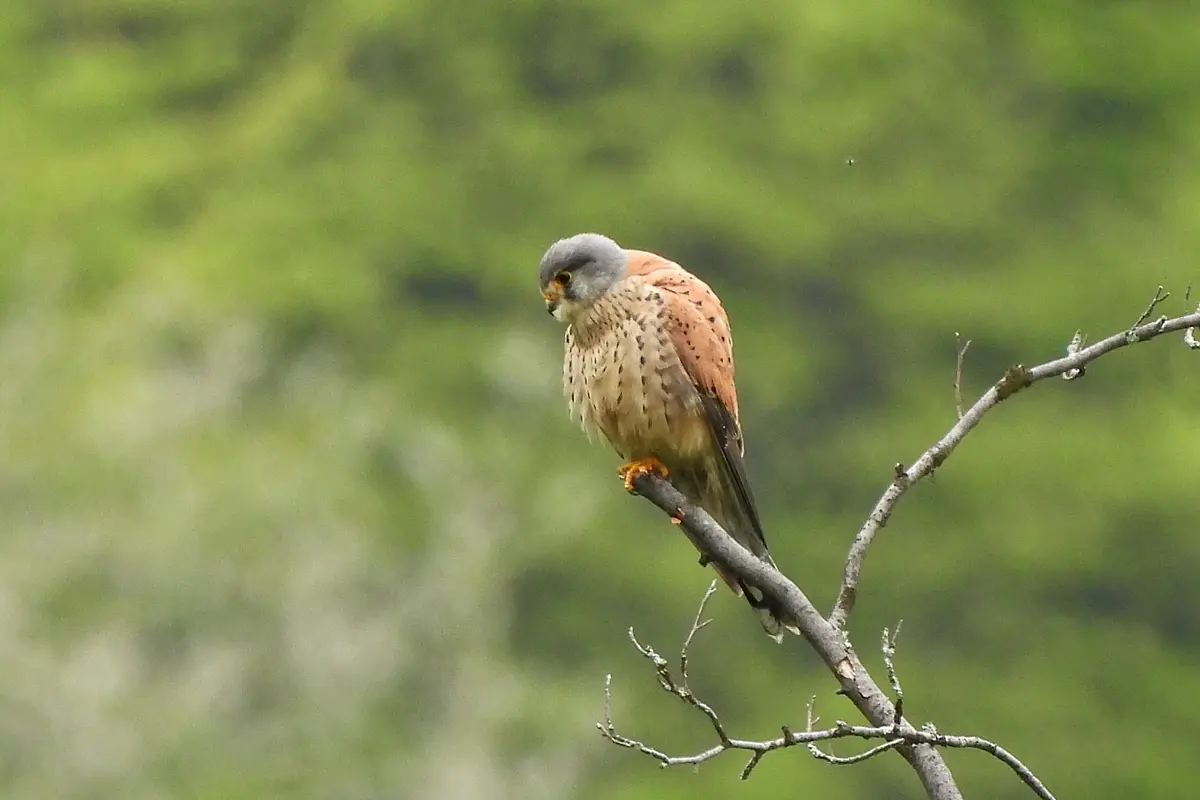 Turmfalke