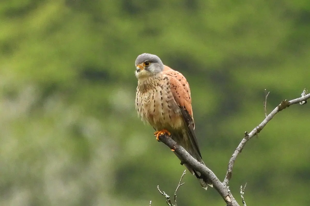 Turmfalke