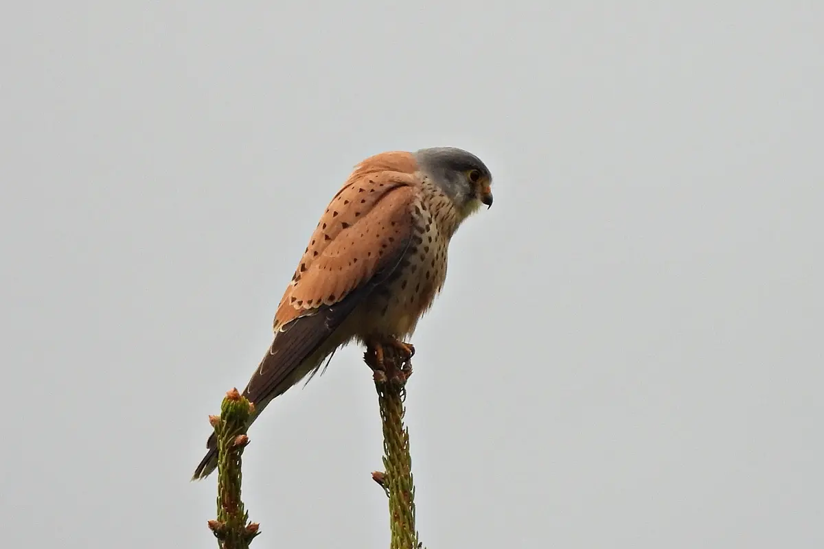 Turmfalke