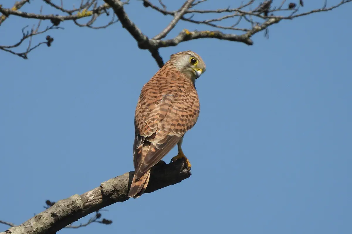 Turmfalke