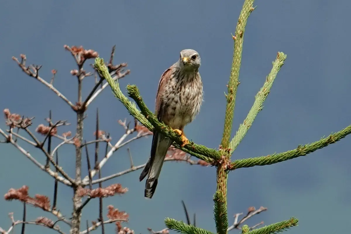 Turmfalke