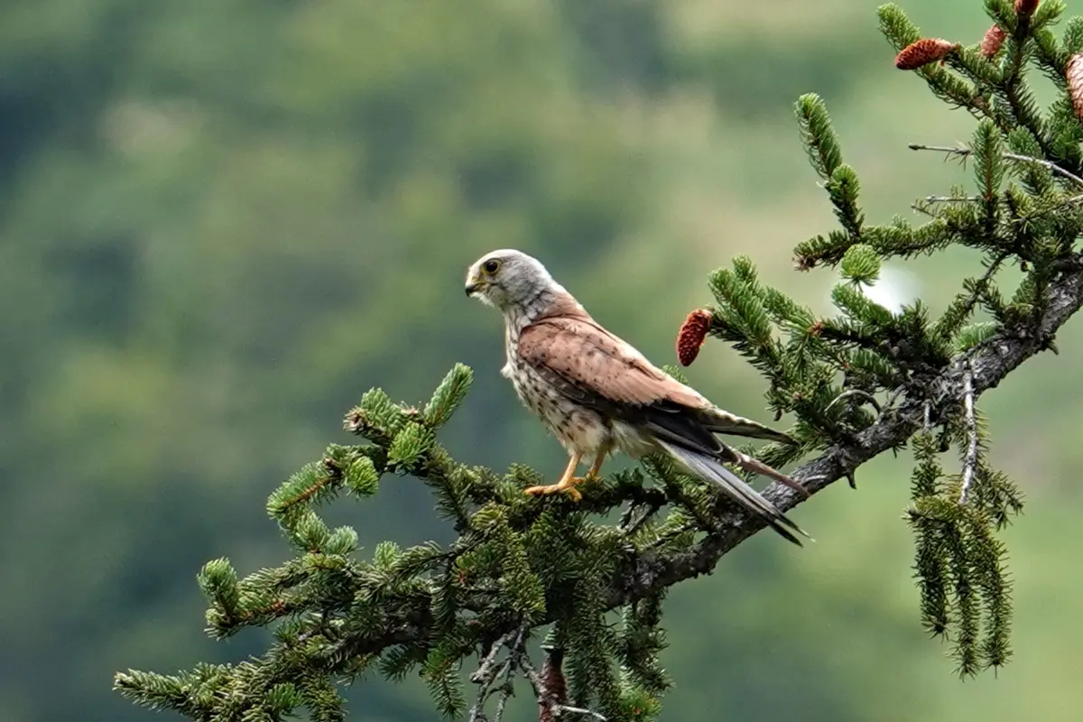 Turmfalke