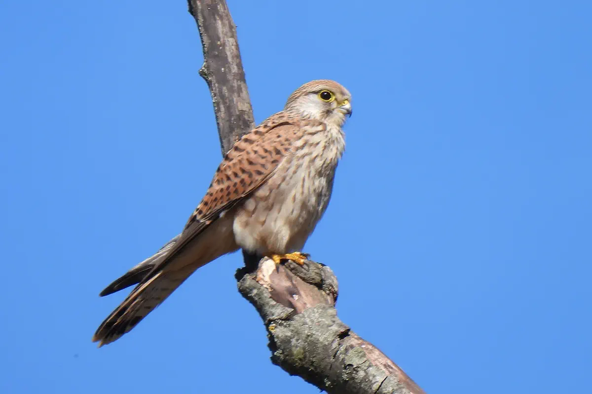 Turmfalke