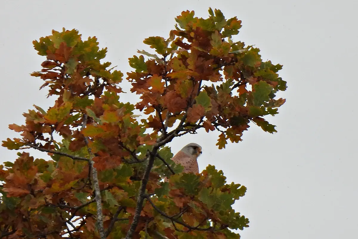 Turmfalke
