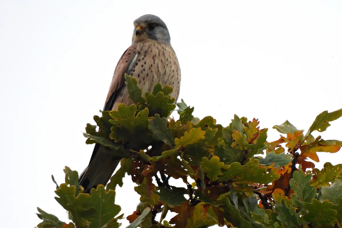 Turmfalke
