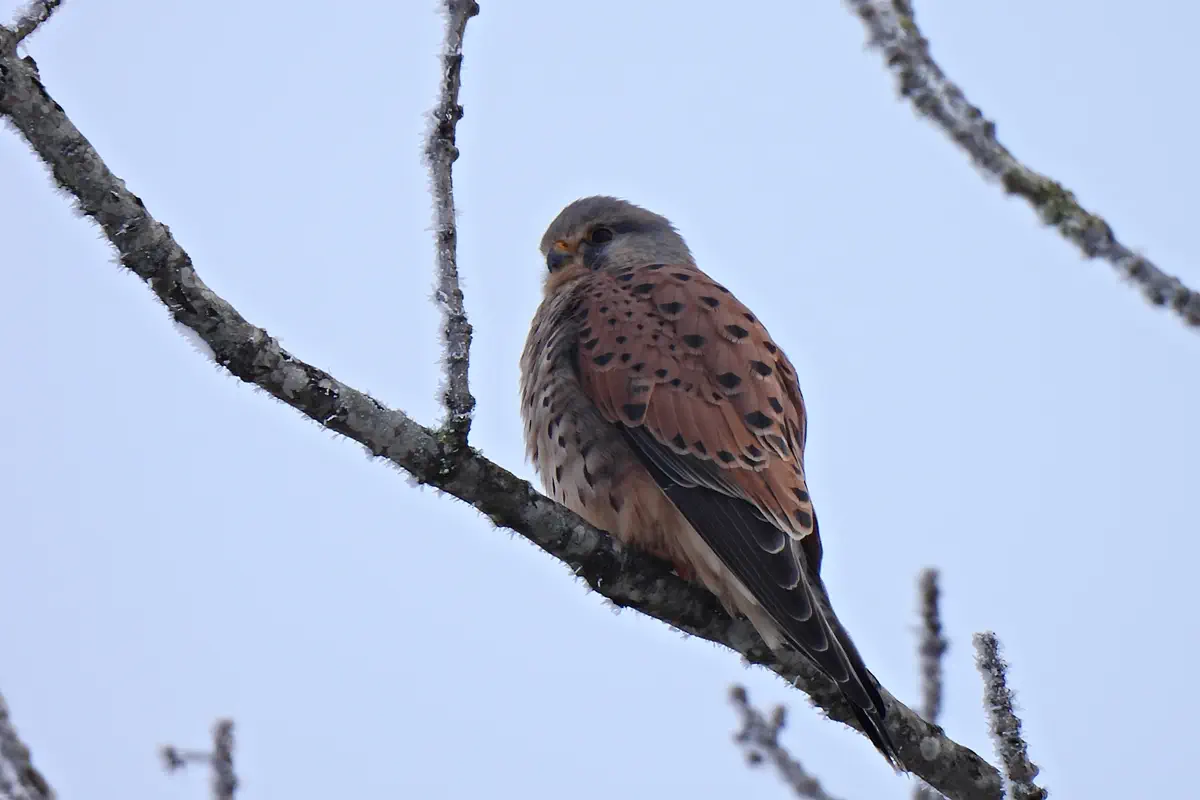 Turmfalke