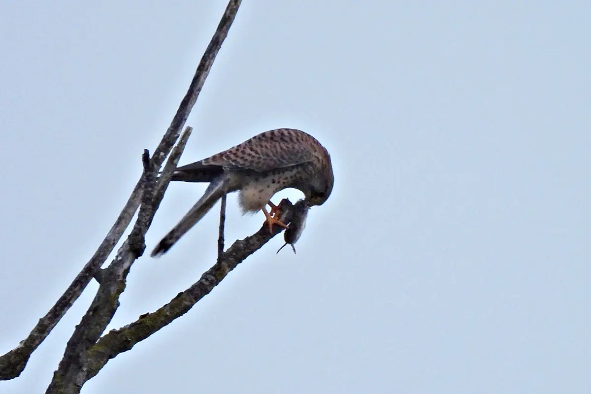 Turmfalke