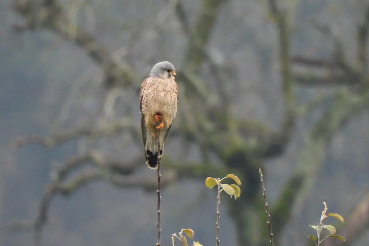 Turmfalke