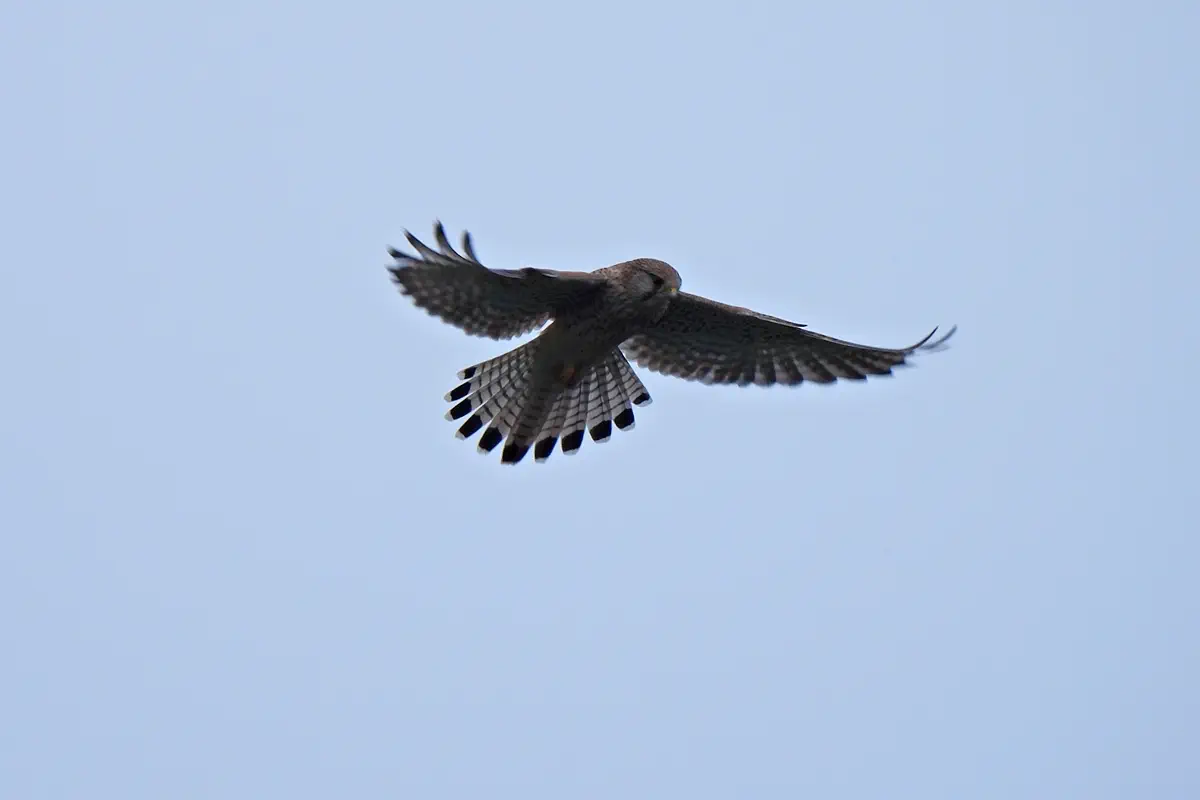 Turmfalke