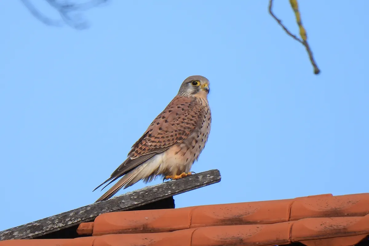 Turmfalke