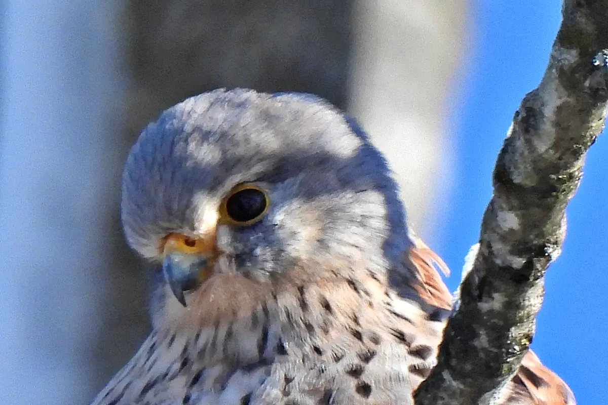 Turmfalke