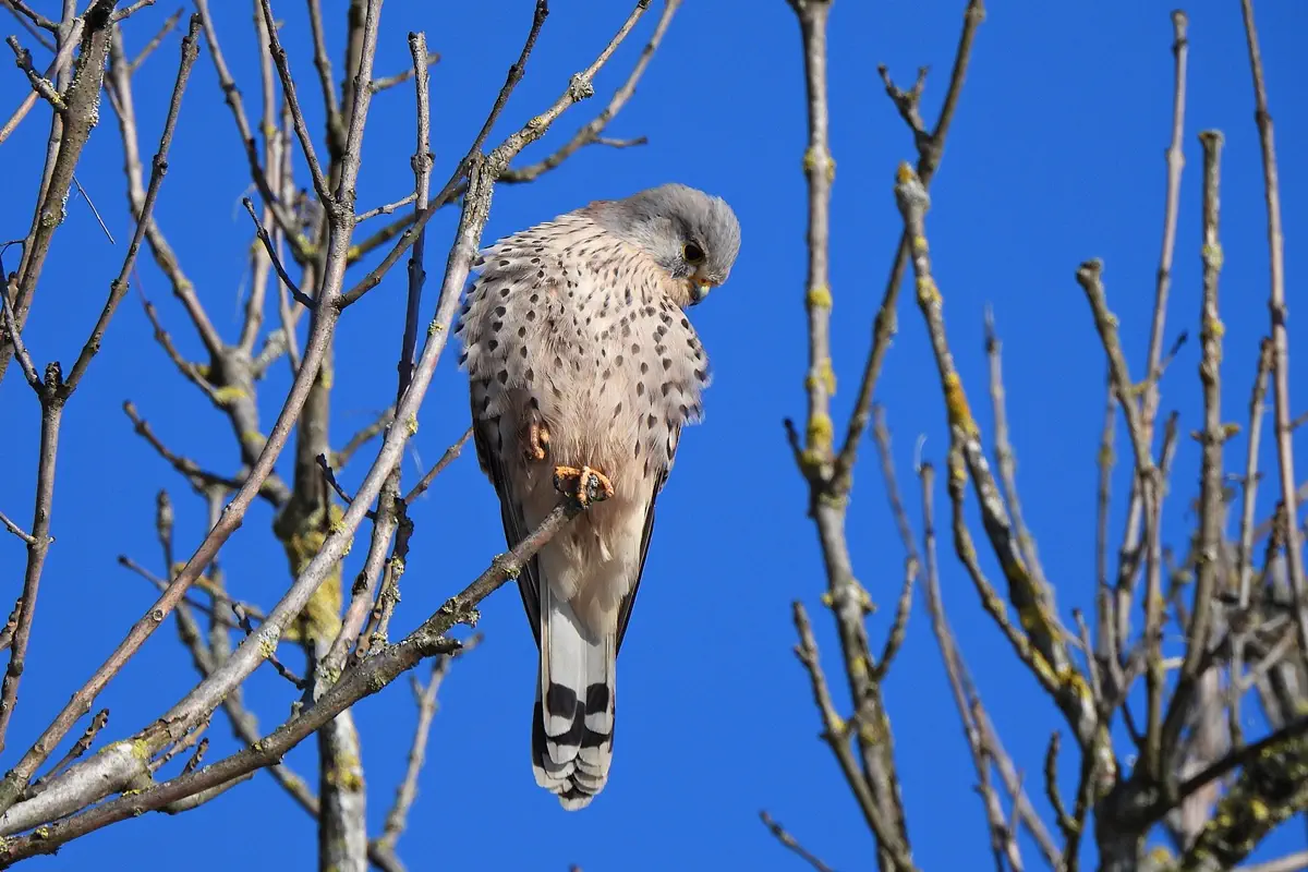 Turmfalke