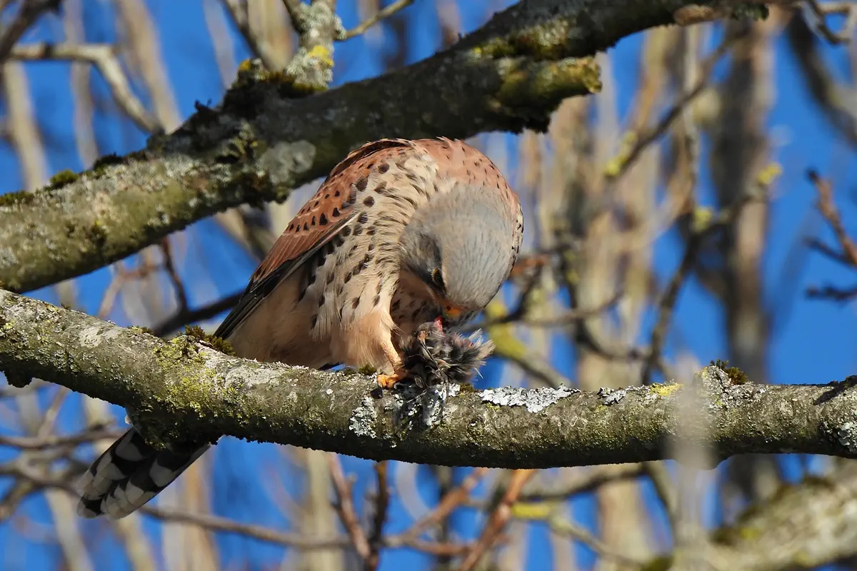 Turmfalke