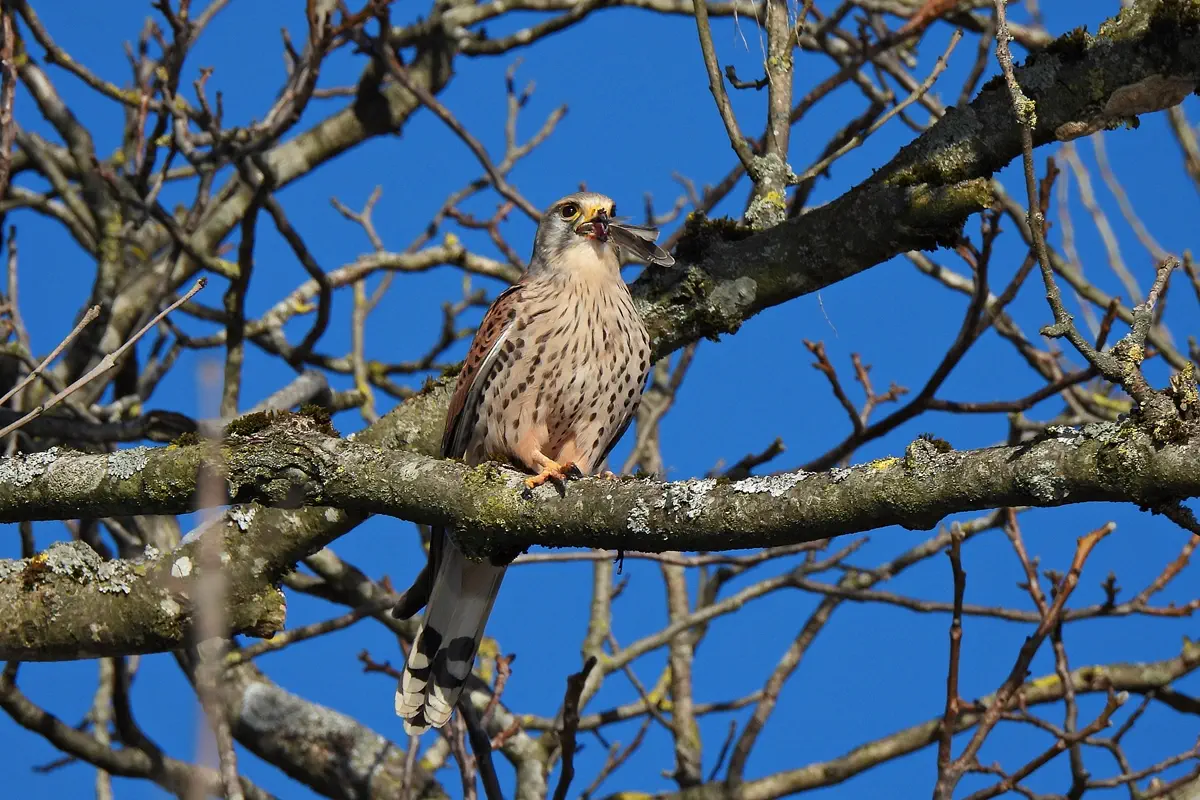 Turmfalke