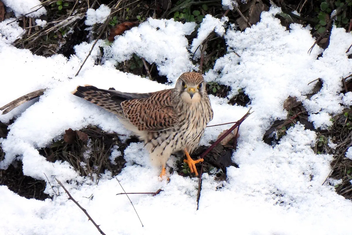 Turmfalke