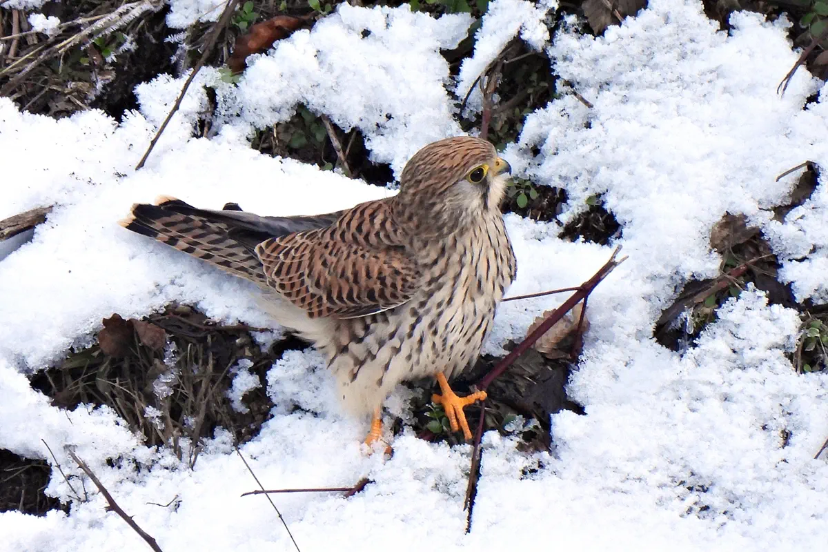 Turmfalke