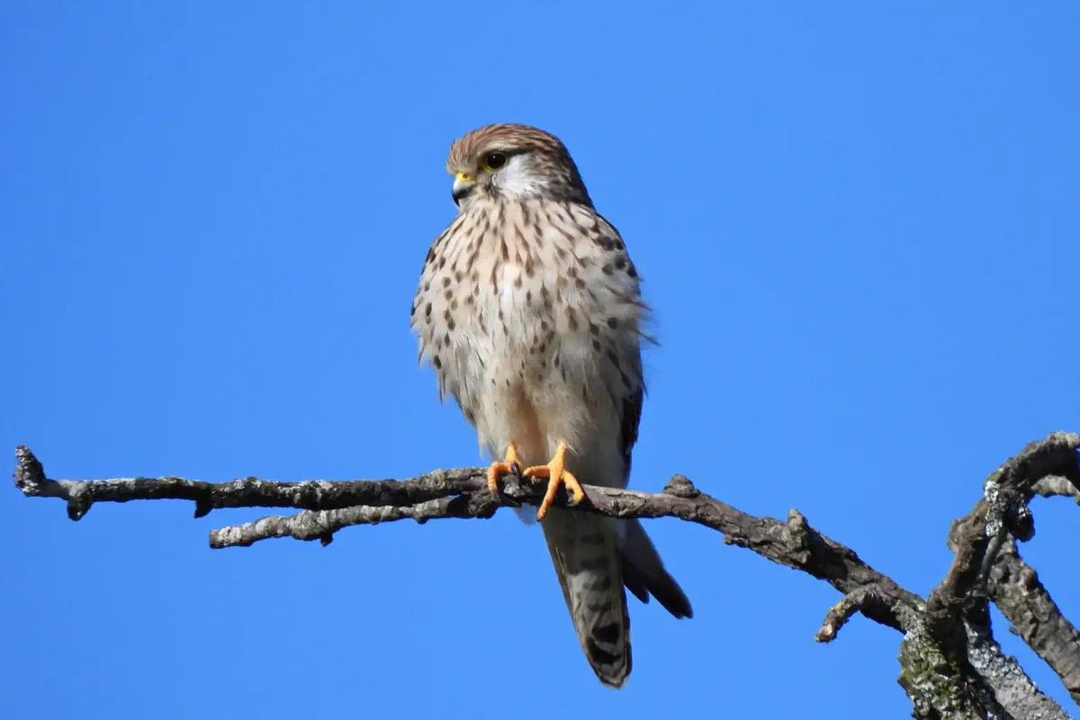 Turmfalke