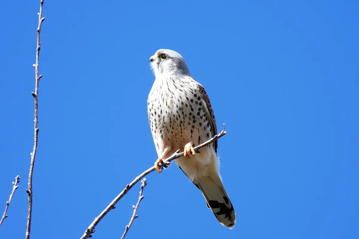 Turmfalke