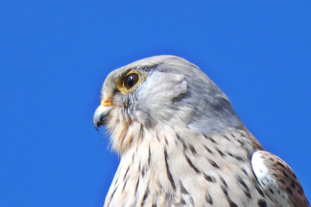 Turmfalke
