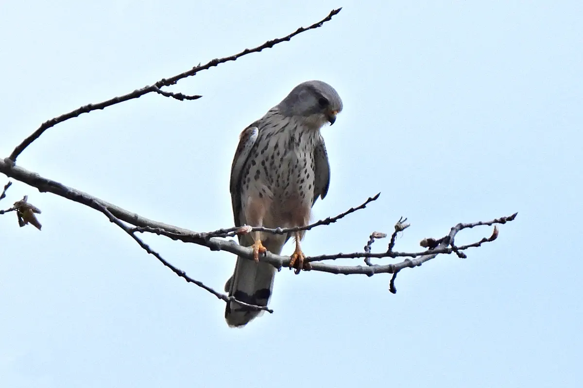 Turmfalke