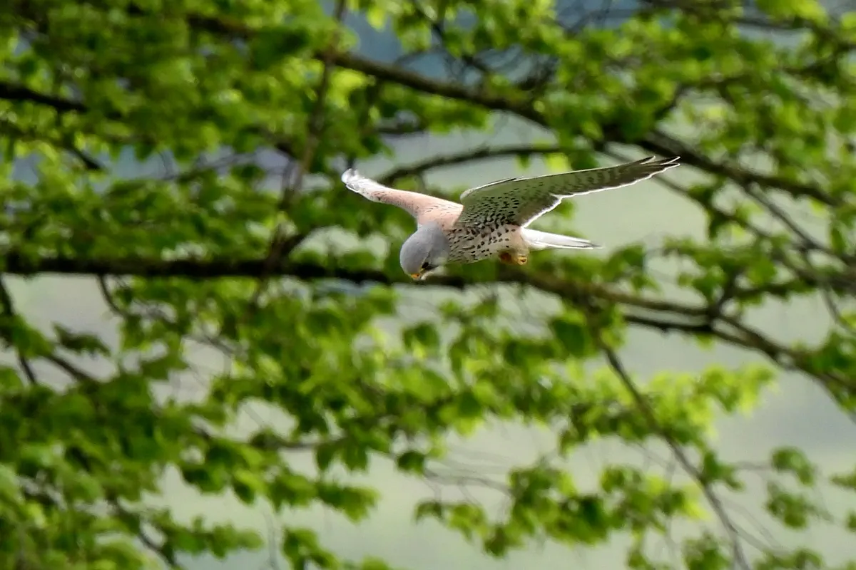 Turmfalke