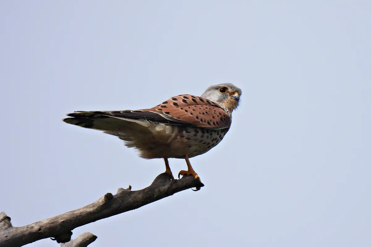 Turmfalke