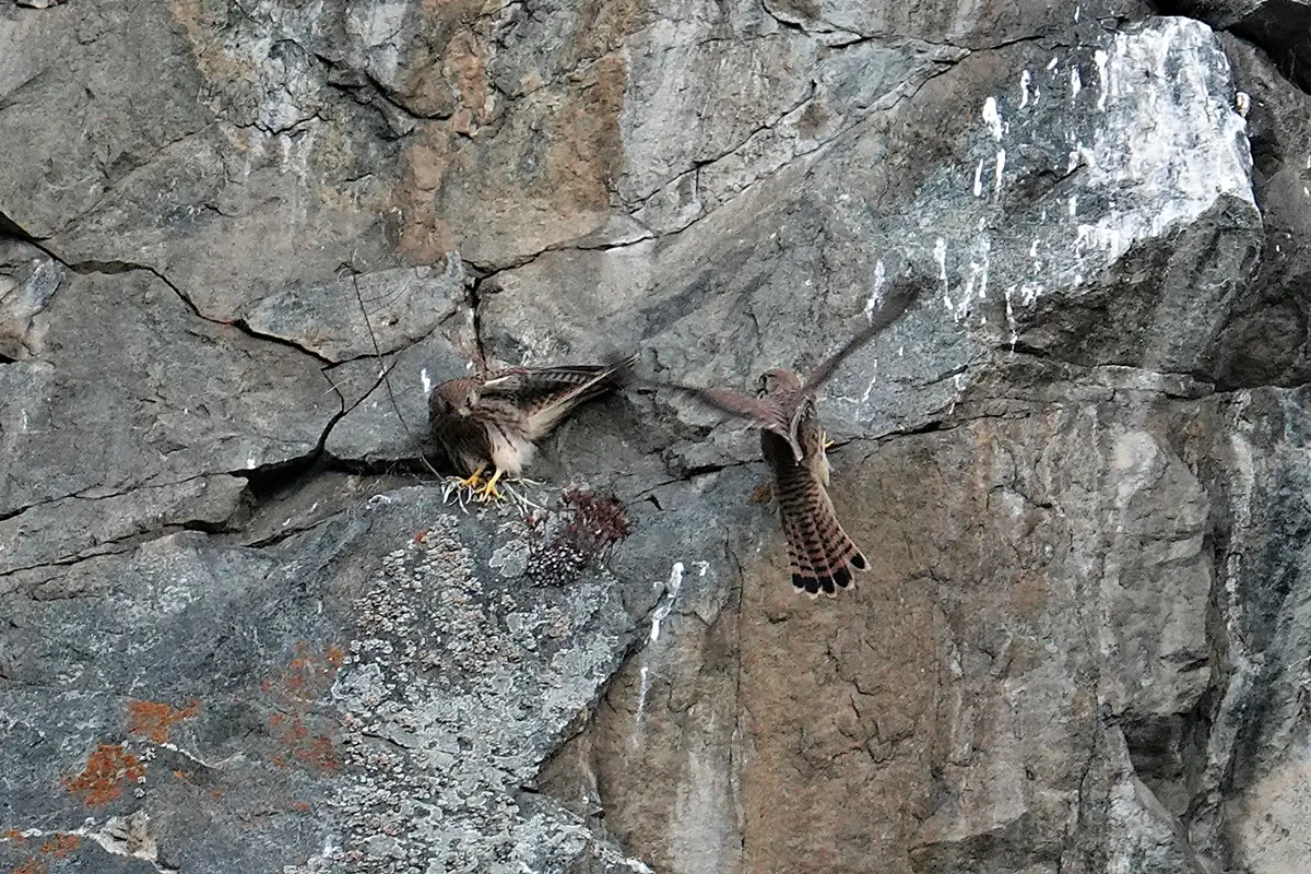 Turmfalke