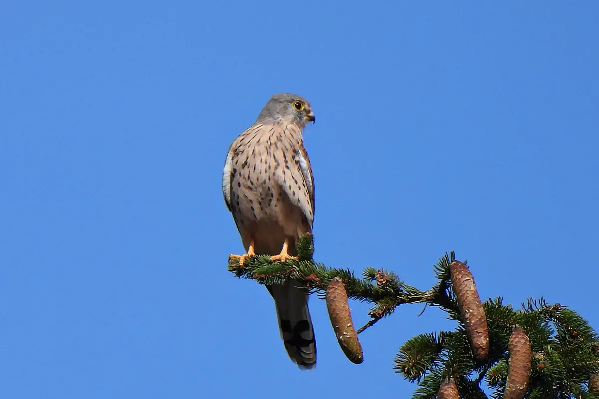 Turmfalke